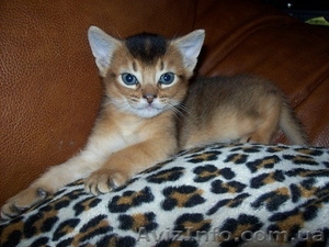 Абиссинский котик #442821