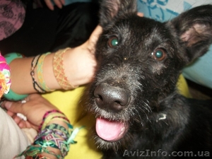 отдаю в добрые руки #439105