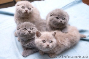 Продаются котята шотландского помета.фолд/страйт #437526