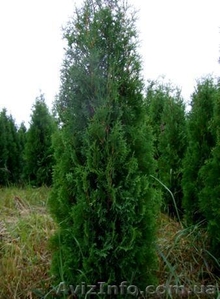 Туи вечнозеленые #427480