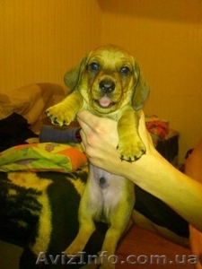 Щенки карликовой таксы! #451620