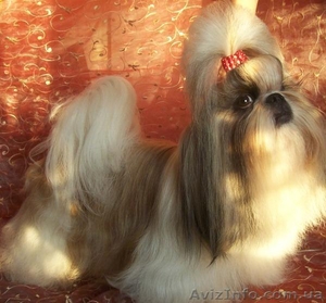 Роскошные щенки ши-тцу ждут ВАС ! #425393