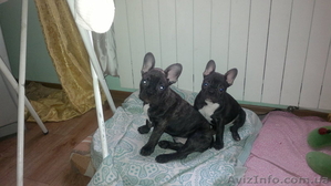 французские бульдожки ждут своих хозяев #436168