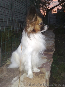 Папиен (Собака бабочка) #445485