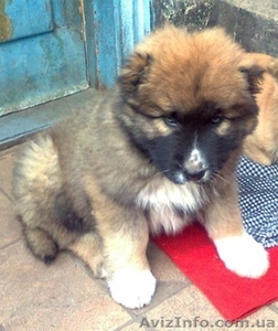 Пропал щенок кавказской овчарки. Вознаграждение 1000 грн. #442252