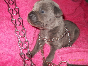 CANE CORSO ITALIANO #448588