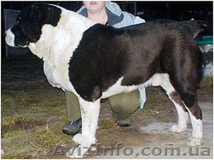 Продаются щенки Среднеазиатской #455246