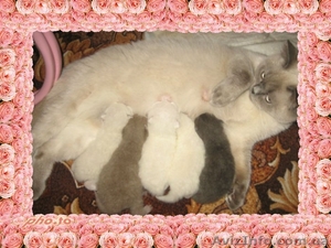  британские котята #447216