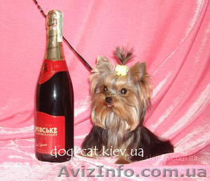 Йоркширский терьер. Щенки. Экстра-Мини,  Мини и Стандарт. Йорки. П-к 