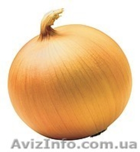 Продам лук Днепропетровск #434951