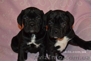 Щенки Кане Корсо итальяно купить кане корсо продам кане корсо #448104