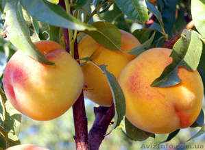 Саженцы плодовых деревьев от 6 грн #439532