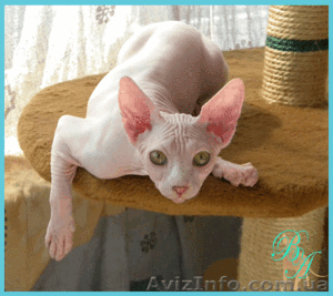 Питомник канадских сфинксов предлагает котят #342459