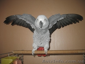 Продам попугая жако СРОЧНО! #443762