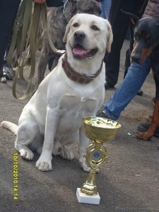 Породистые щенки лабрадора #455615