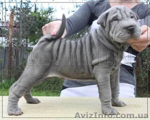 Продаются эксклюзивные лиловые и голубые щенки шарпеи #430031