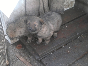 Отдам в хорошие руки 5 щенков #454057