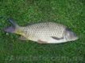 Продаю рыбу товарную!!! #428037