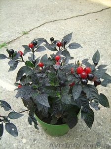 Продаю перец комнатный Черная жемчужина #10644