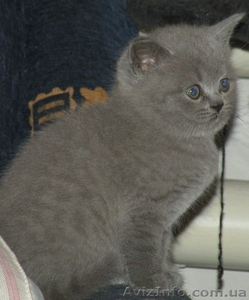 Шотландские котята / Британская короткошерстная #448861