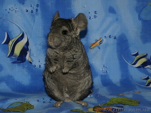 Шиншиллы цветных окрасов  #449153