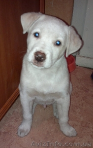 Отдам щенка в очень любящие и заботливые руки #443965