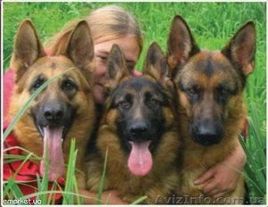 ВСЕ ВИДЫ ДРЕССИРОВКИ СОБАК! #451334