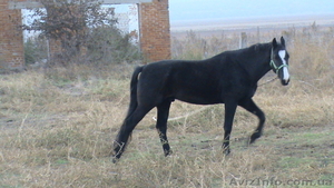 Лошадь-Чемпион! #427357