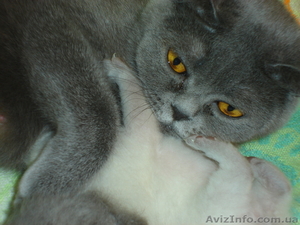 Кошечка шотландская вислоухая.Милая, плюшевая #425549