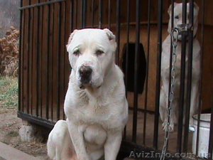 вязка кобель среднеазиатская овчарка белый с родословной #11746