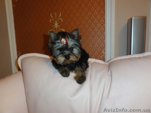 Животные растения птицы #441591