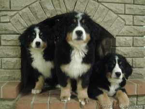 Бернский зенненхунд #439305