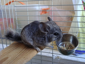 Продаю шиншиллу #430966