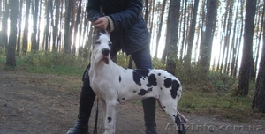 емецкий дог. Мраморная девочка #437535