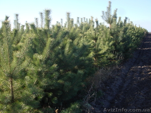 Продам новогодние елочки. #431192