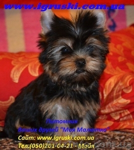 Элитные щеночки йоркширского терьера питомник Моя Малютка #433079