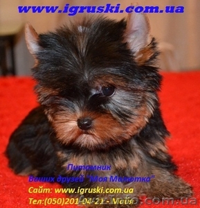 Элитные щеночки йоркширского терьера шоу-класса!!! #435491