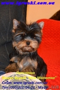Щенки йоркширского терьера питомника Моя Малютка #447521