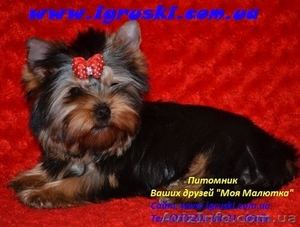 Щенки йоркширского терьера шоу класса! #456106