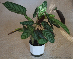 Продам маранту,  калатею #426809