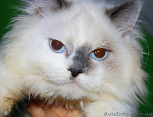 Чудесная кошечка Зайка. #437190