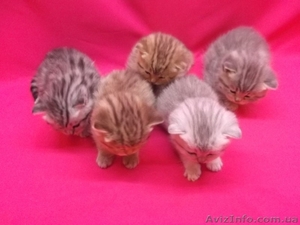 Питомник   предлагает к резервированию. #434908