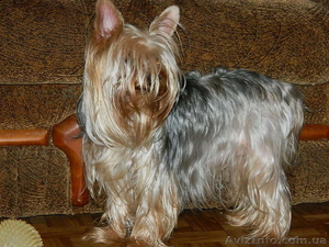 йоркширский терьер продам!) #453406