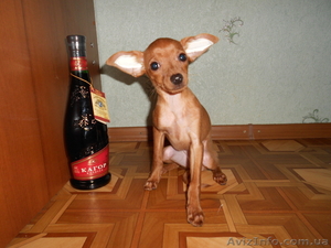 Маленькие собачки с большим сердцем! #445964