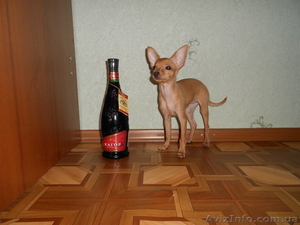 Маленькие собачки с большим сердцем!!! #438889