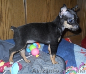 Продам щенка русского той-терьера #455741