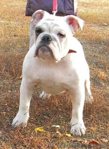 щенок английского бульдога #377312