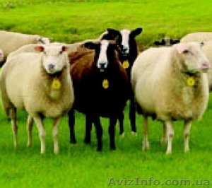 Продам баранину живым весом либо тушки #432184