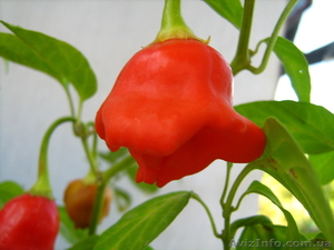 Семена перца комнатного Колокольчик #159385