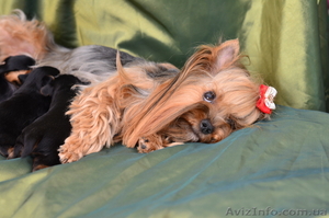 Йоркширський тер'єр #435433